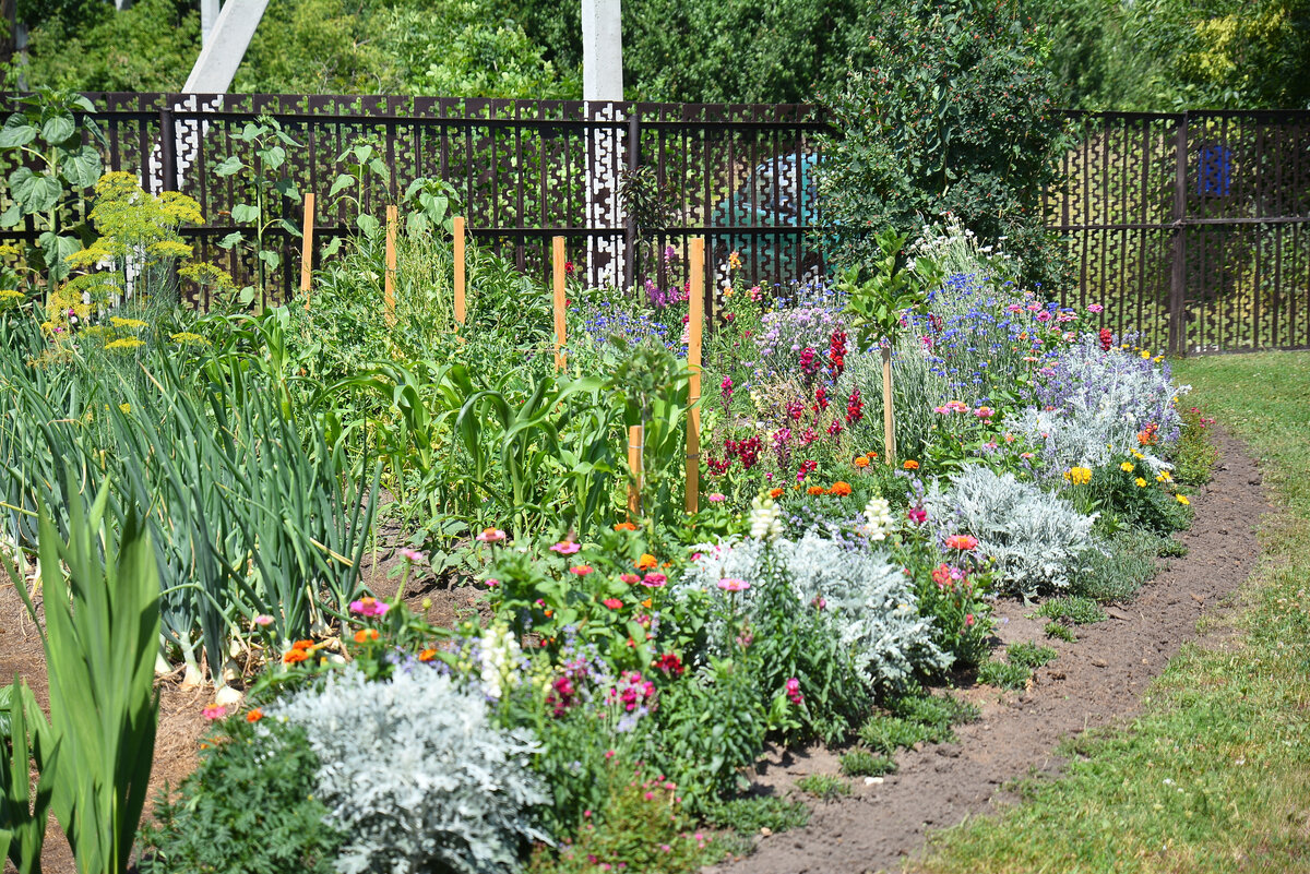 огород внутри цветника 