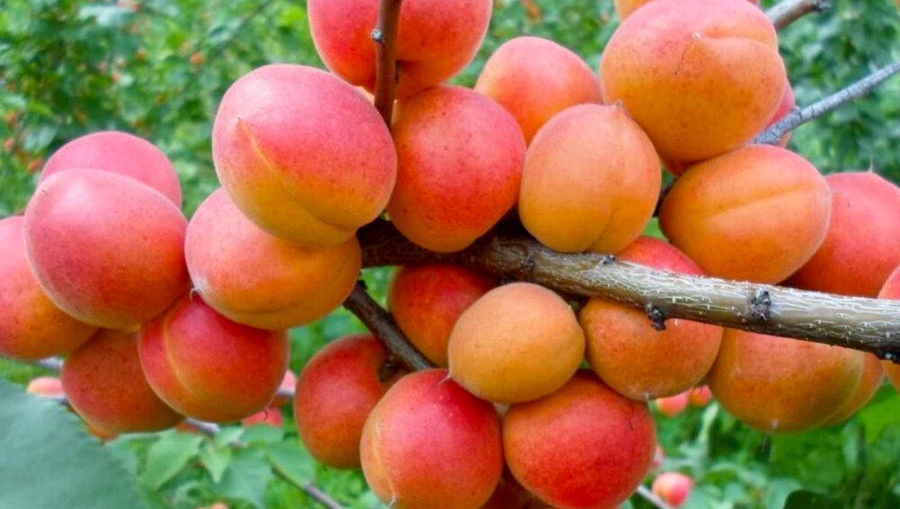 Какие зимостойкие сорта абрикосов приведут вас в восторг | НПО «Сады  России» — когда сад в удовольствие! | Дзен