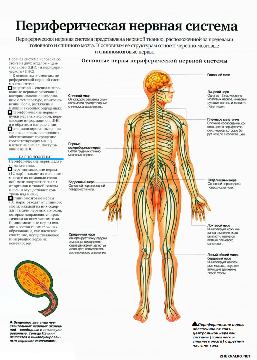 Периферическая нервная система человека.