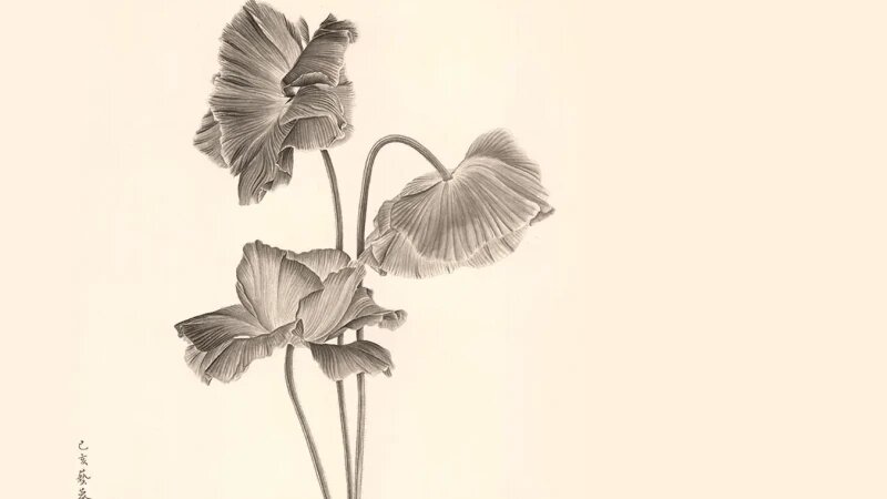 Маки, 2018, тушь, художник Ижун Чжан