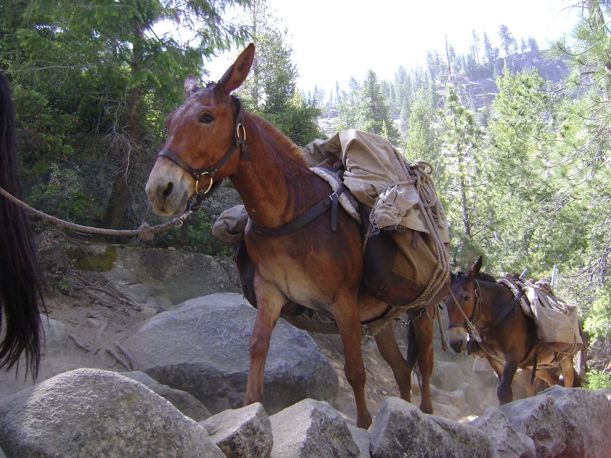 Благодаря тому, что лошадь и осёл являются близкими родственниками, скрещивание получилось. Правда, мулы рождаются бесплодными. Самки же лошаков иногда могут воспроизводить потомство, но оно уже 100% будет бесплодно.