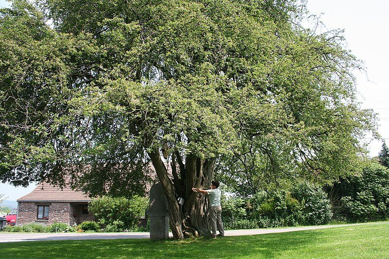 Древний боярышник, растущий в Деревне Жонкре, в Бельгии. 