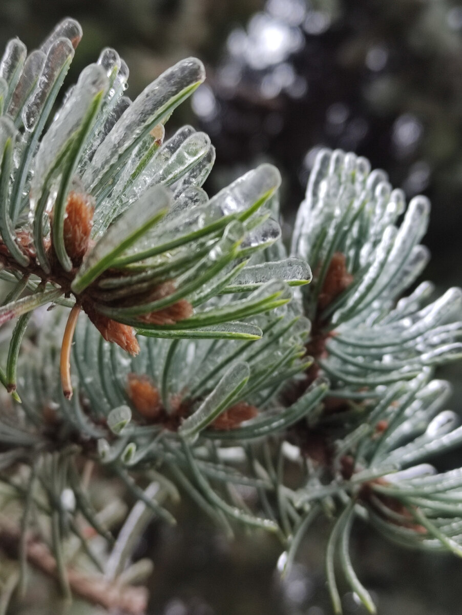 Пятигорск (декабрь 2022 года)