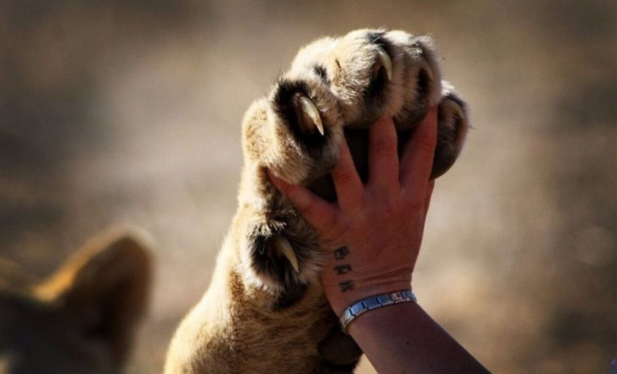 «Чтобы понять, есть ли у животных душа, надо самому иметь душу» - Альберт Швейцер