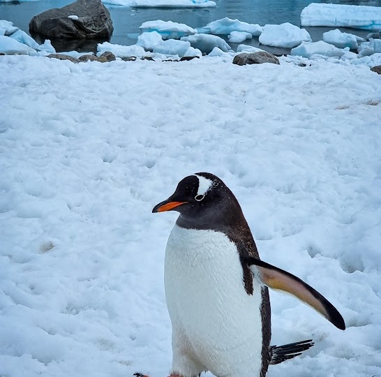 Профессия - подниматель пингвинов.
