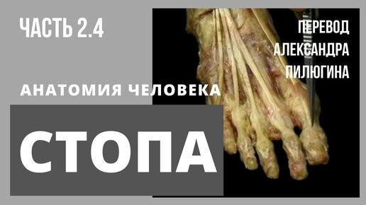 СТОПА. Анатомия человека на натуральных препаратах. Лучшее пособие для студентов. Атлас Акланда. Часть 2.4