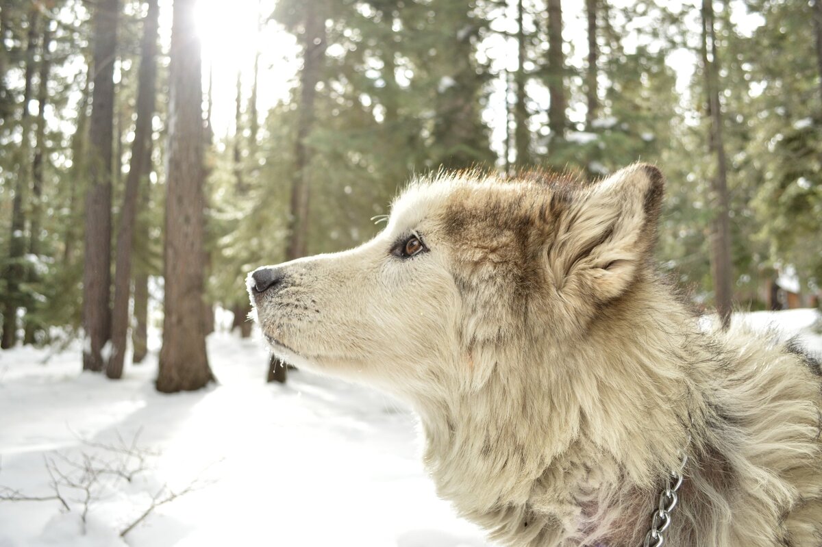     До последнего дыхания: в Ростовской области собаки сутки согревали мужчину с инсультом