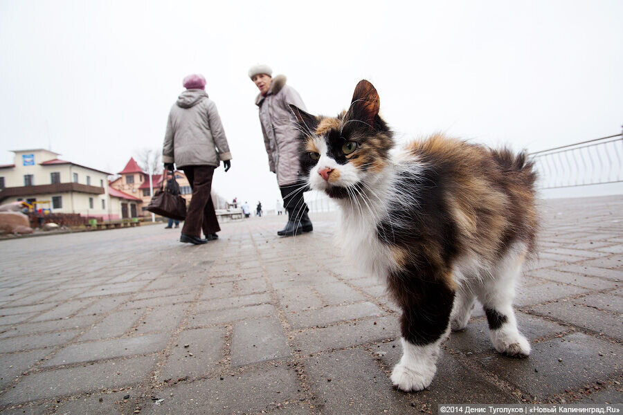 Фото: Денис Туголуков / Новый Калининград