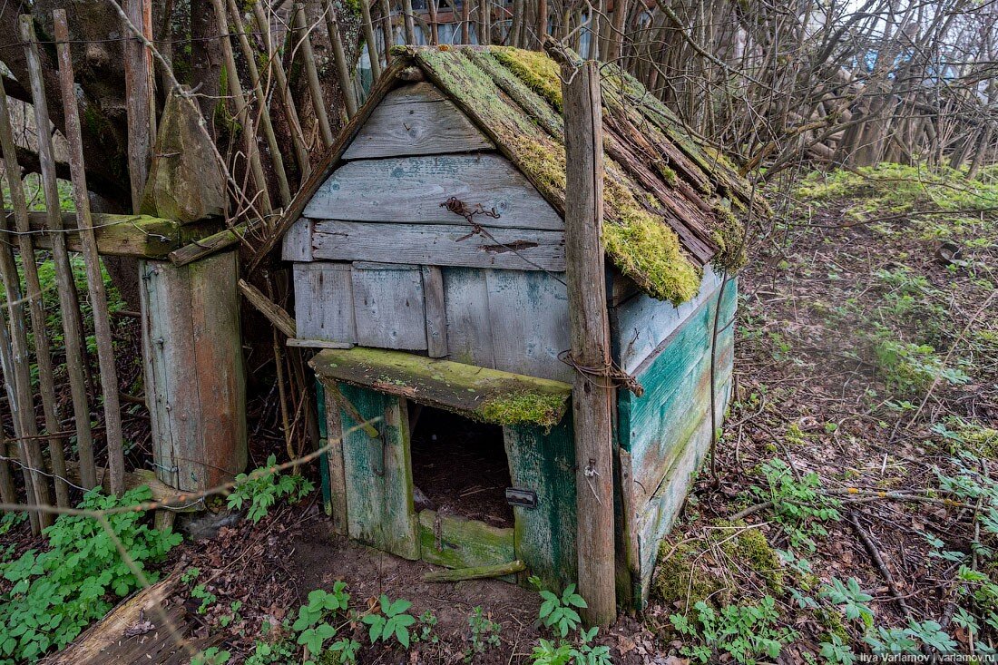 Варламов – гений | Илья Варламов | Дзен