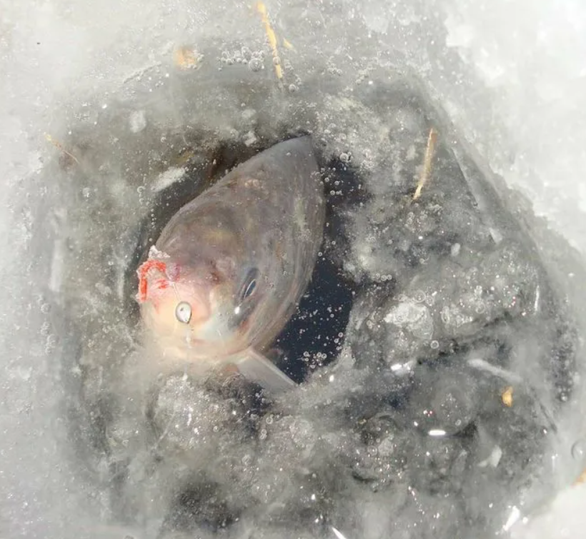 Видео ловли рыбы зимой. Рыба подо льдом. Рыбы зимой подо льдом. Рыбы зимуют. Окунь подо льдом.