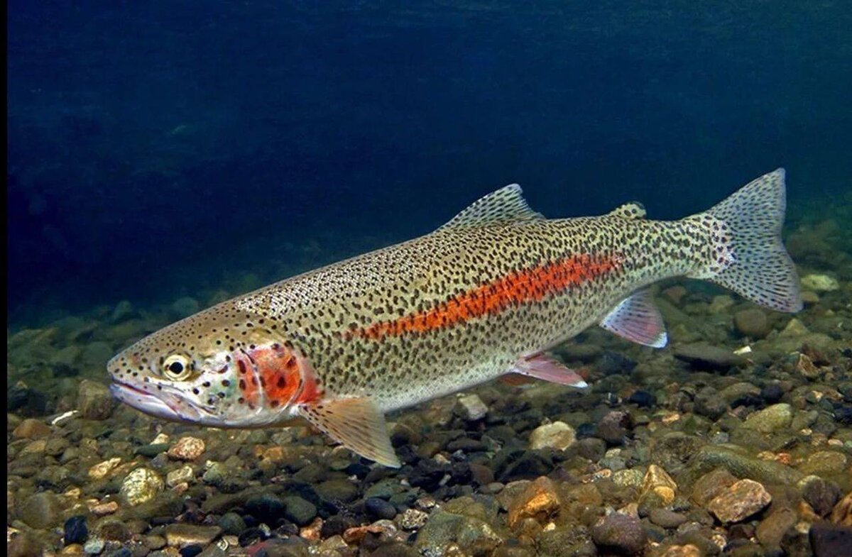 А это кумжа, для сравнения. Фото из открытых источников "Яндекс картинки".