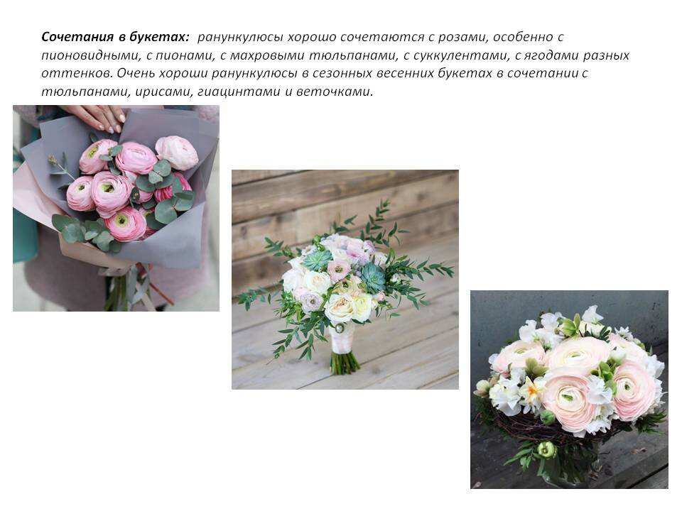 Фото из Презентации автора.
