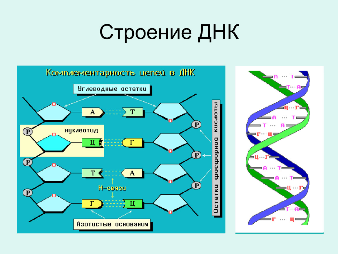 В молекуле днк комплементарны. Схема строения молекулы ДНК. Структура, строение ДНК молекулы. Структура молекулы ДНК схема. Схематическое строение молекулы ДНК.