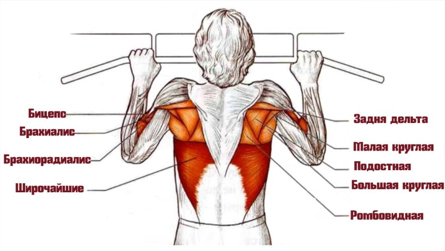 Мышцы которые задействованы при подтягивании на турнике. Мышцы задействованные при подтягивании. Подтягивания на турнике какие мышцы. Мышцы спины при подтягивании.