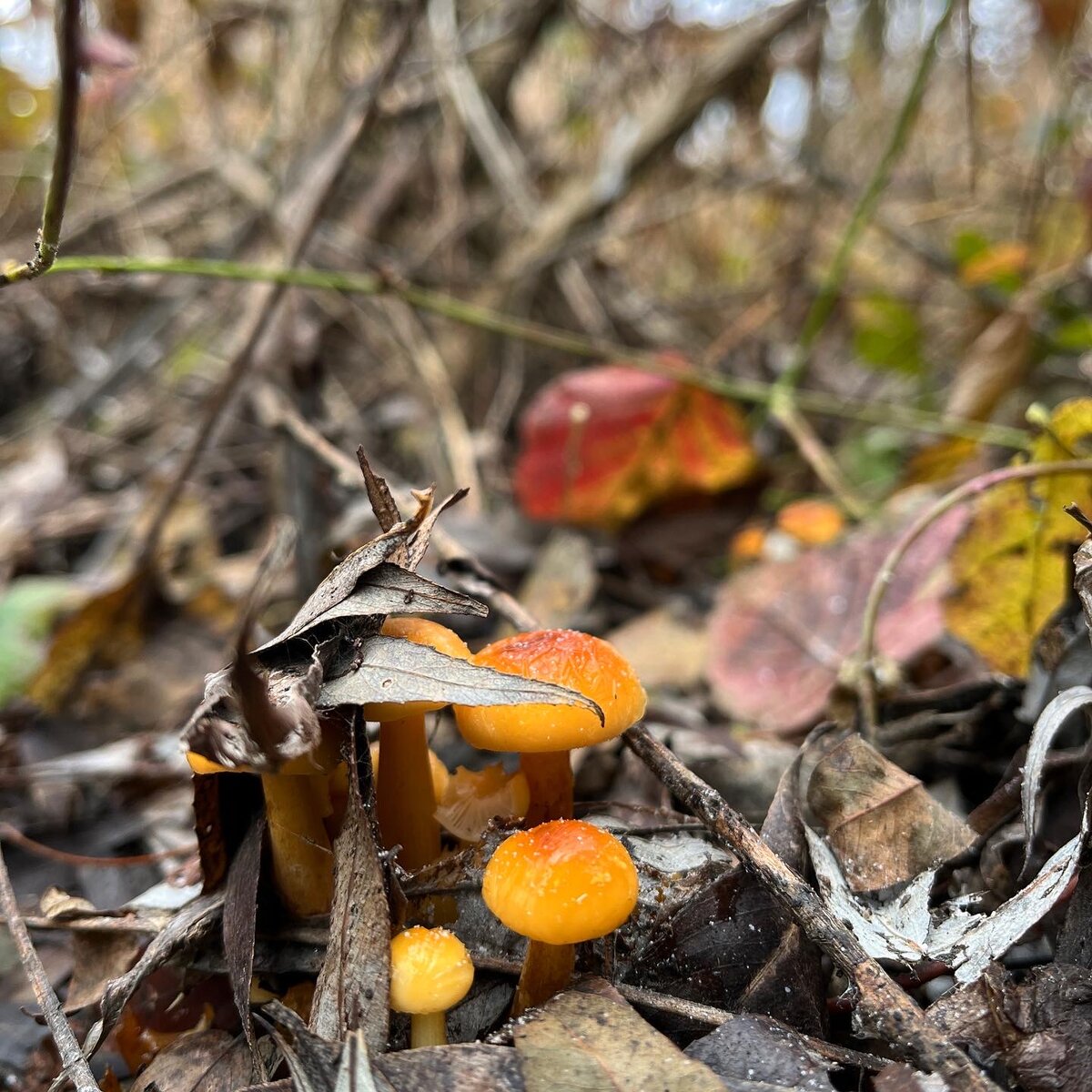 Flammullina velutipes✅🍄 