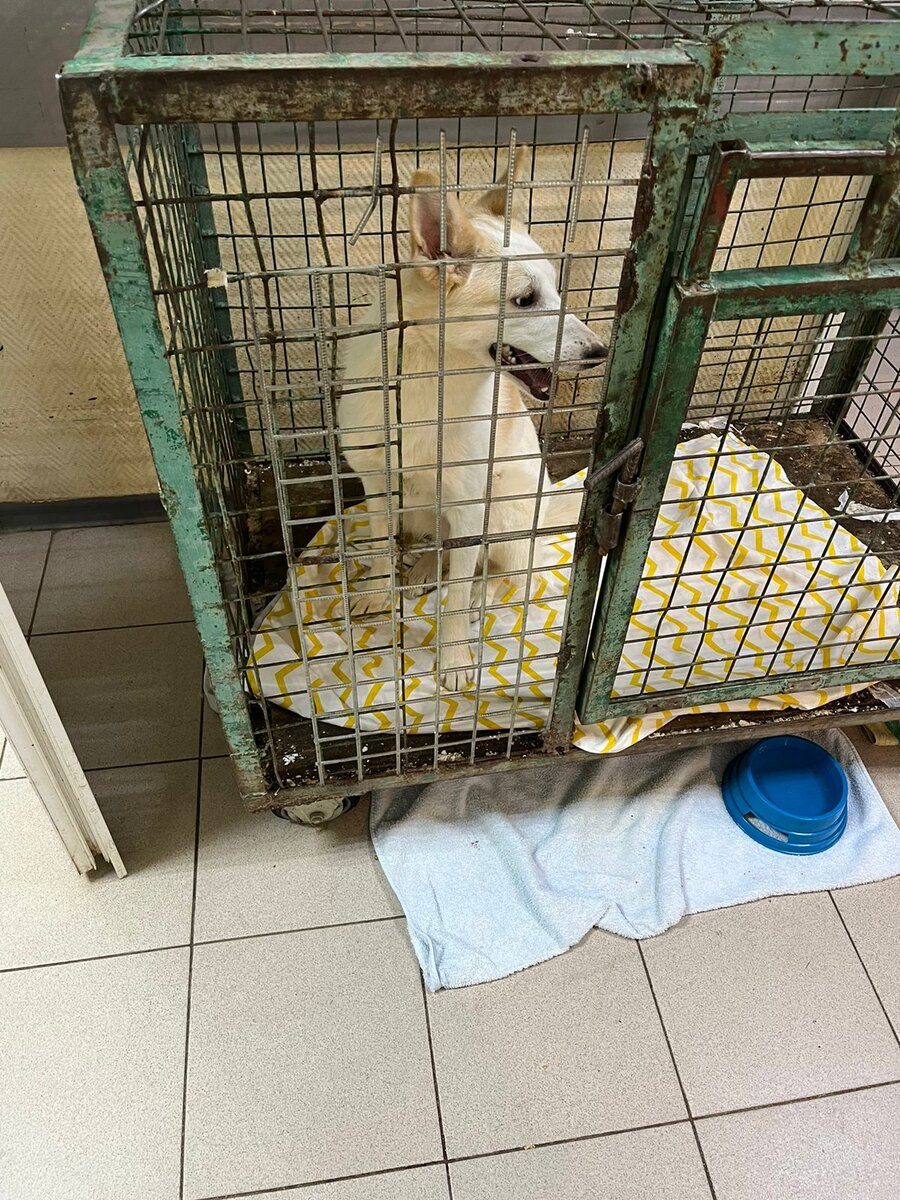 #Ронна_Кожухово