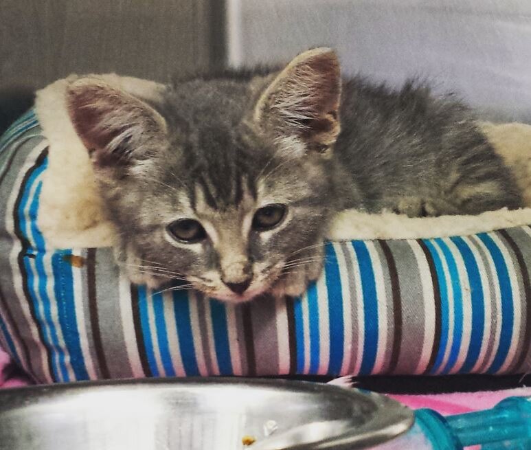 Стэнли. Источник фото: https://www.reddit.com/r/aww/comments/3fto0c/i_rescued_stanley_and_his_hippo_today_the_shelter/