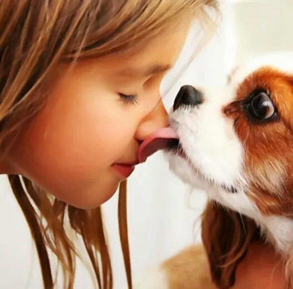 мальчик кошечки собачки. мальчик кошечки собачки. собака целует. домашние животные для детей. мальчик кошечки собачки.