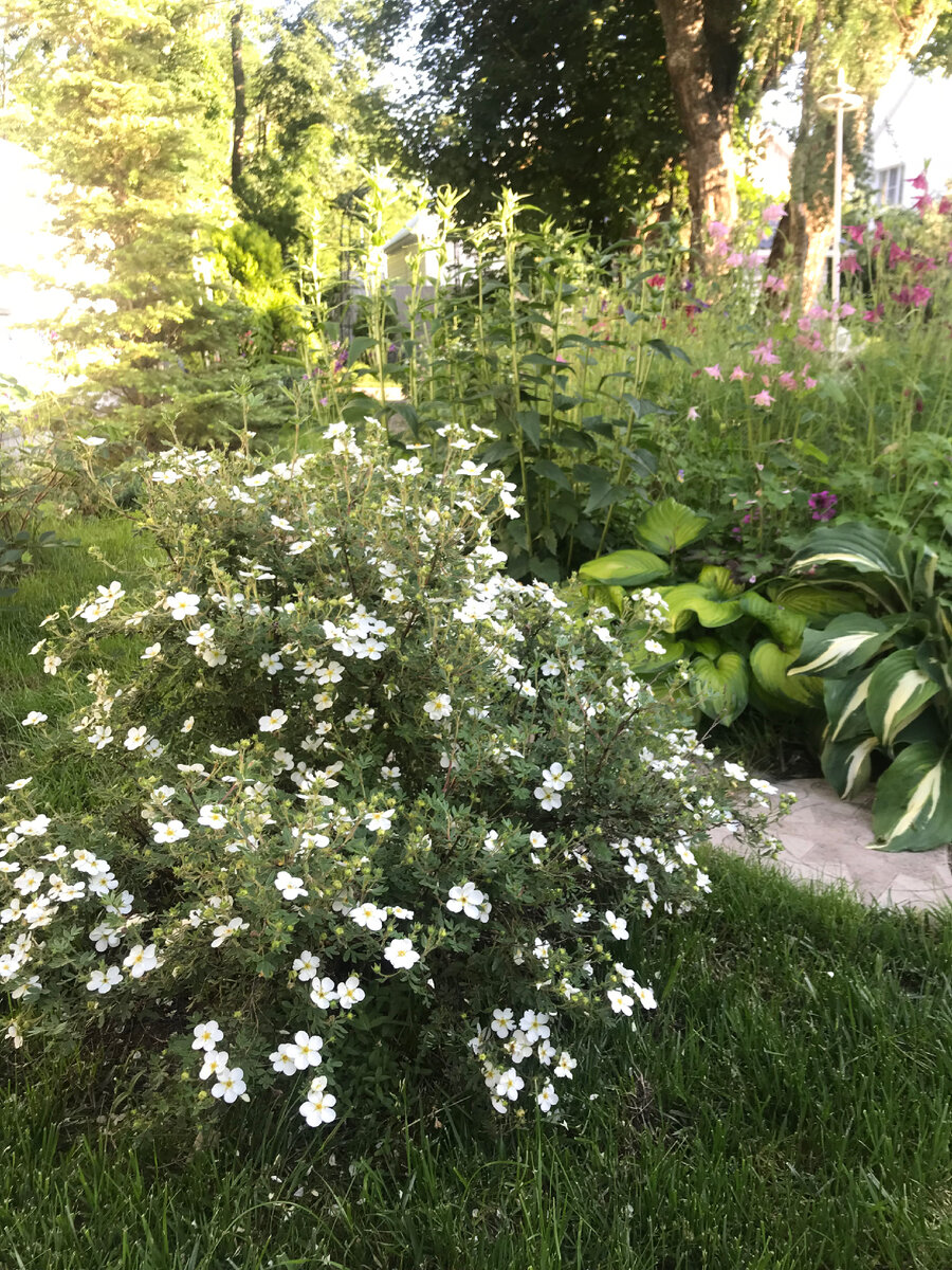 Красиво смотрится рядом с пестролистной хостой 