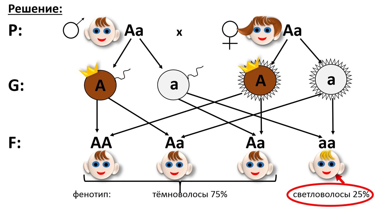 Задачи по гемофилии. Мама 1 группа крови папа 3 группа крови какая у детей. Наследование далтонизм. Может ли у здоровых родителей родиться больной ребенок. Наследование фку.