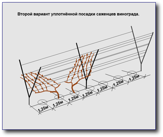 Схема посадки виноградника