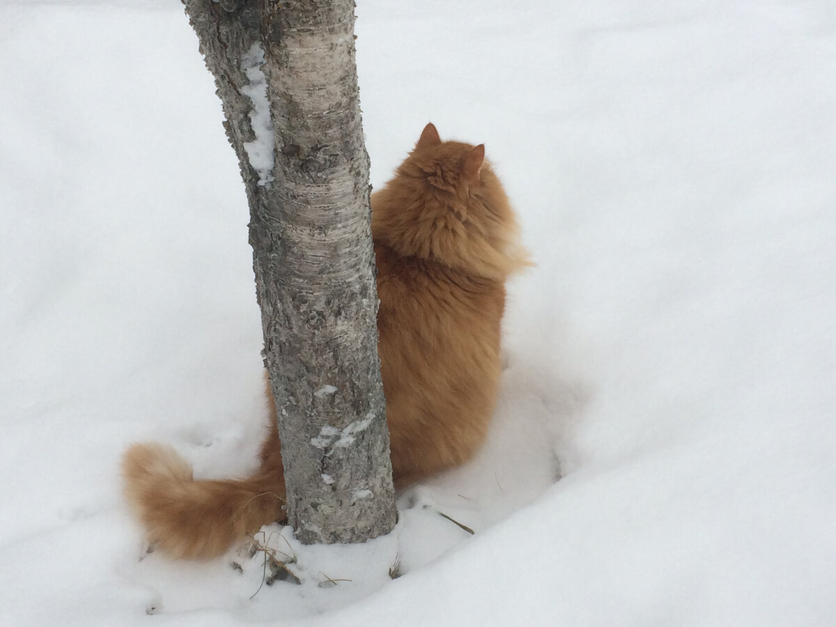 Сразу за калиткой растёт вишня, вот Беша около неё и присел. Фото автора