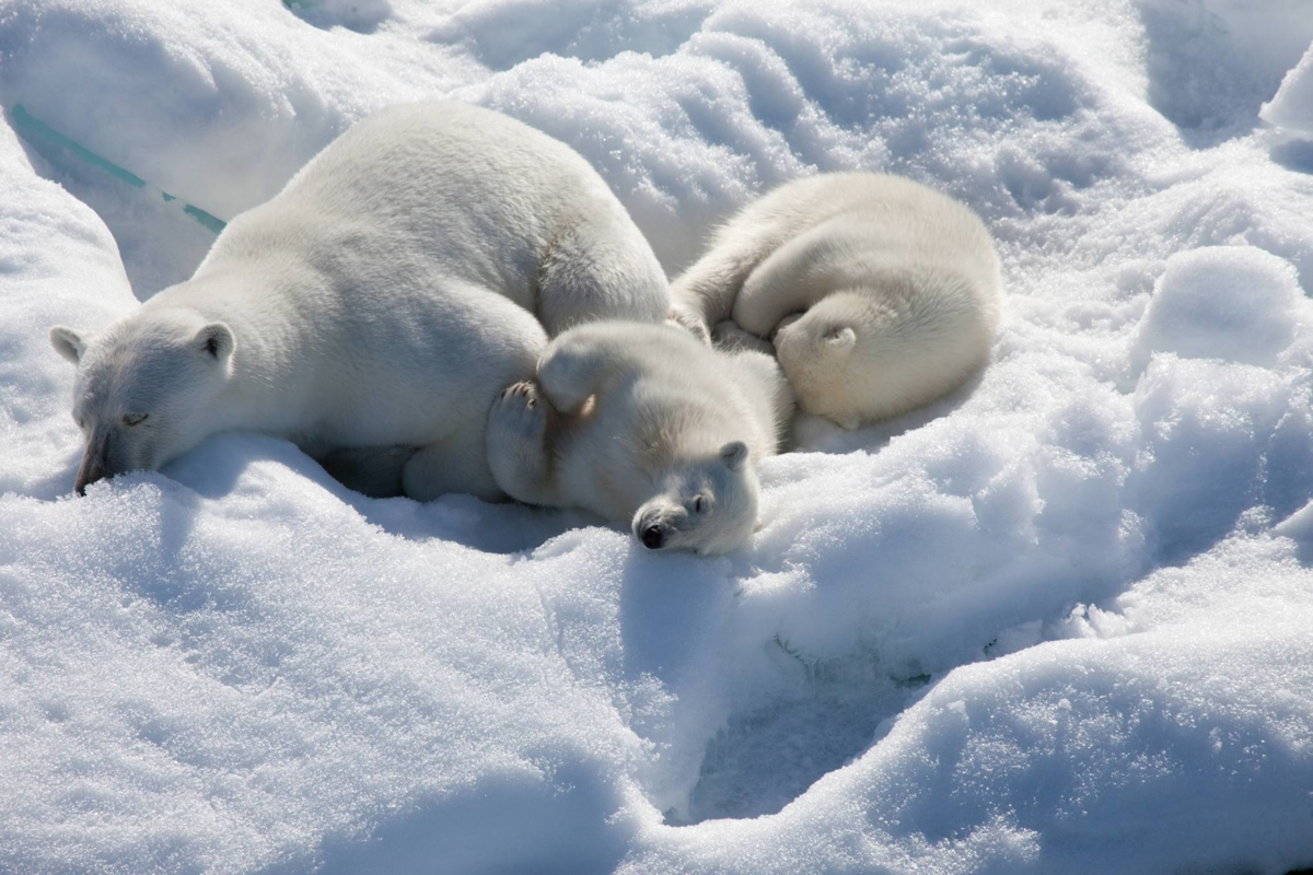 Медведи живут в арктике. Северный Ледовитый океан белый медведь. Зона арктических пустынь белый медведь. Белые медведи в арктических пустынях. Белый медведь в арктической пустыне.