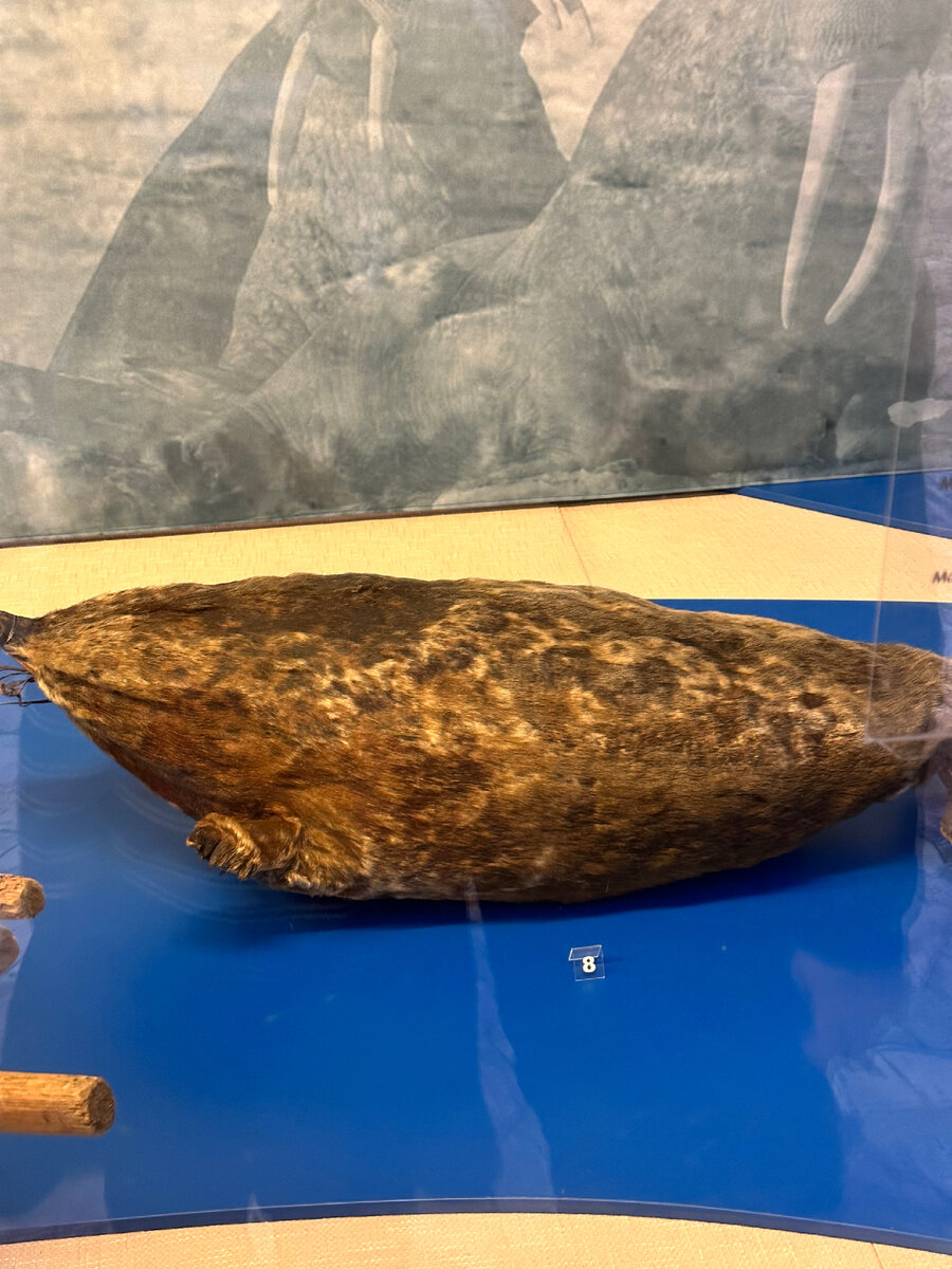 Пых-пых-поплавок из шкуры нерпы