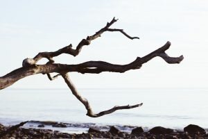    Фото: Zach Reiner / unsplash.com Константин Бухтатов