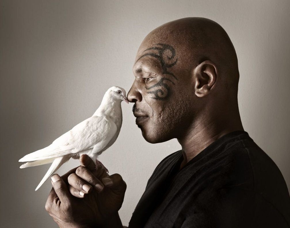 Роскошные траты американских знаменитостей на своих питомцев - Собаки Dogs