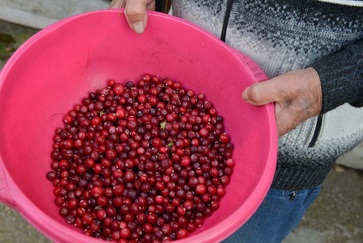 С клюквой никакая зима не страшна