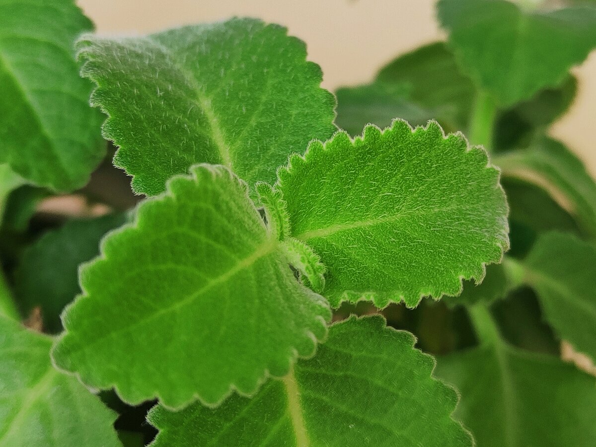 Plectranthus caninus