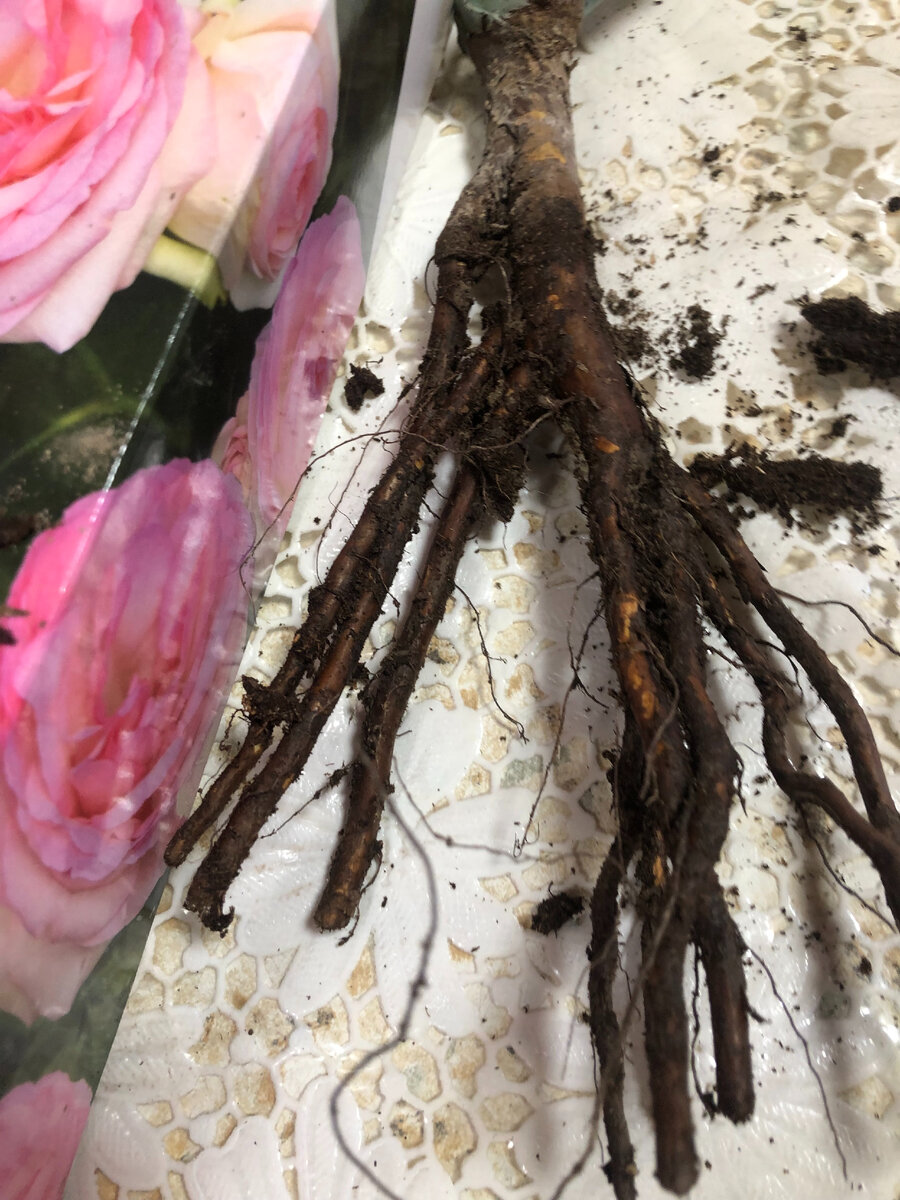 Купить корни роз