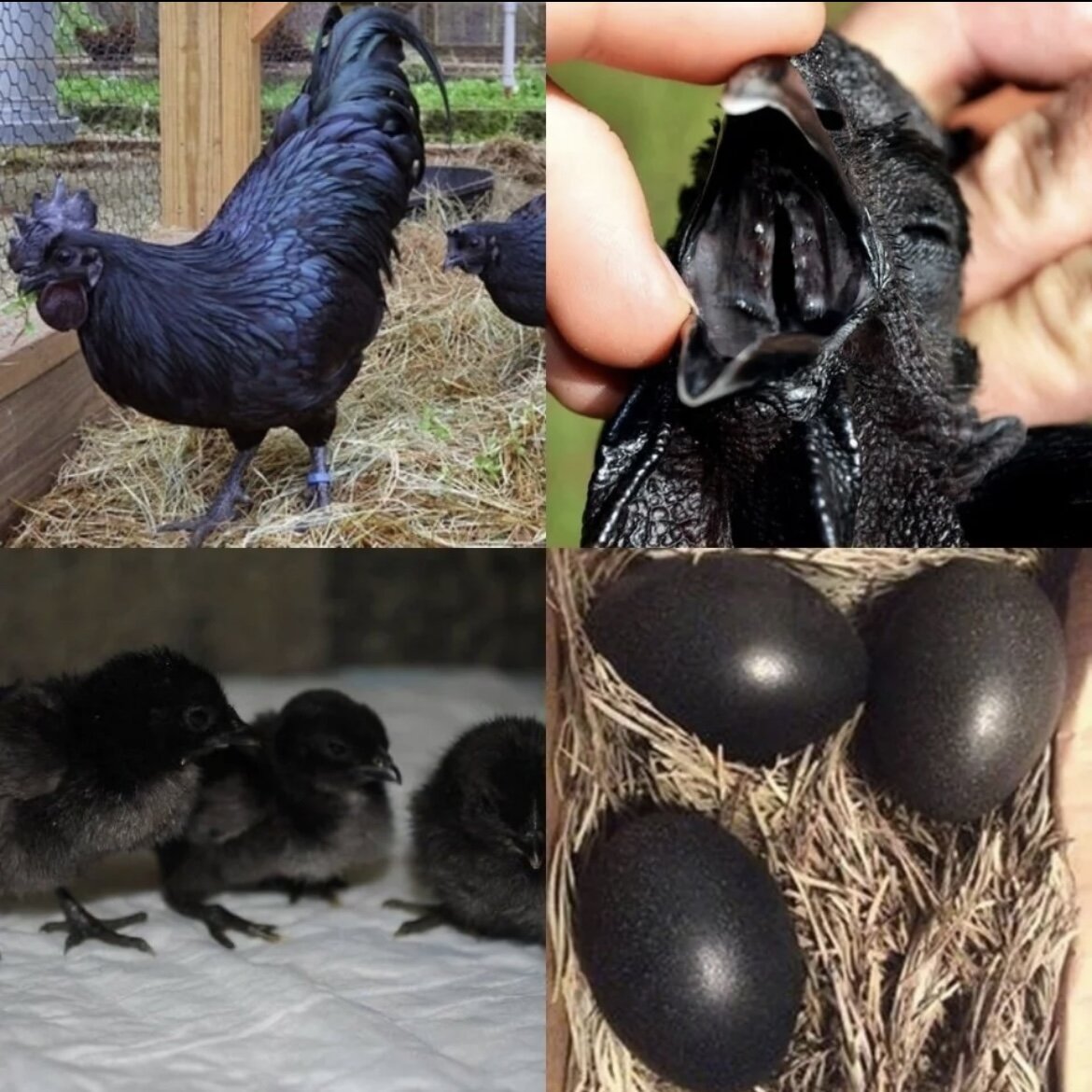 Как называется черная курица. Аям Цемани куры. Аям Цемани яйца. Чёрная порода кур Аям Цемани. Инкубационное яйцо Аям Цемани.