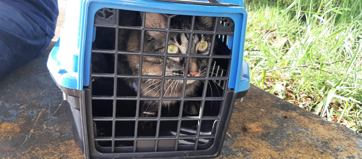 Перепуганная подушка в переноске.