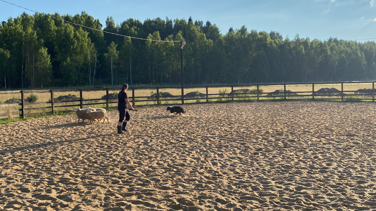 Проводник и собака движутся в сторону "эвэй"