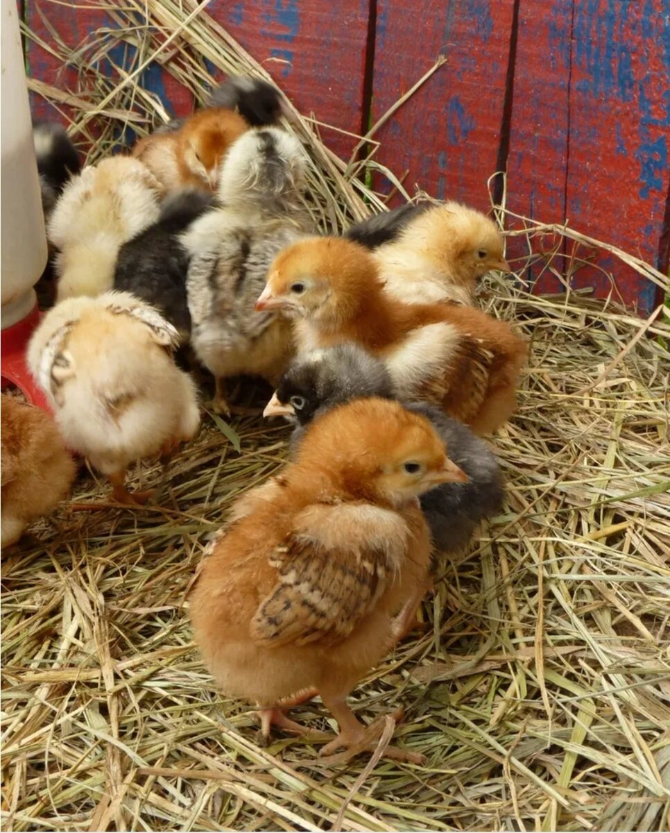 Состав Аптечки №1 для лечения молодняка включает в себя:

Глюкозу, выступающую в роли антиоксиданта и иммуностимулятора.
Аскорбиновую кислоту для активизации внутренних ресурсов и стимуляции пищеварительных процессов.
Энрофлоксацин. Это антибиотик, который выпускается в виде раствора 10%. Малотоксичный препарат необходим для предотвращения инфекций, микоплазмоза, сальмонеллеза, колибактериоза.
Продевит. Это укрепляющий комплекс, включает витамины Е, Д, А.
Среди ветеринарных средств для Аптечки №2 – Байкокс. Это действенный препарат от кокцидиоза. Реализуется в виде раствора с концентрацией 2,5%. Во второй набор включается Чиктоник. Это одна из добавок для устранения нарушений обмена веществ.