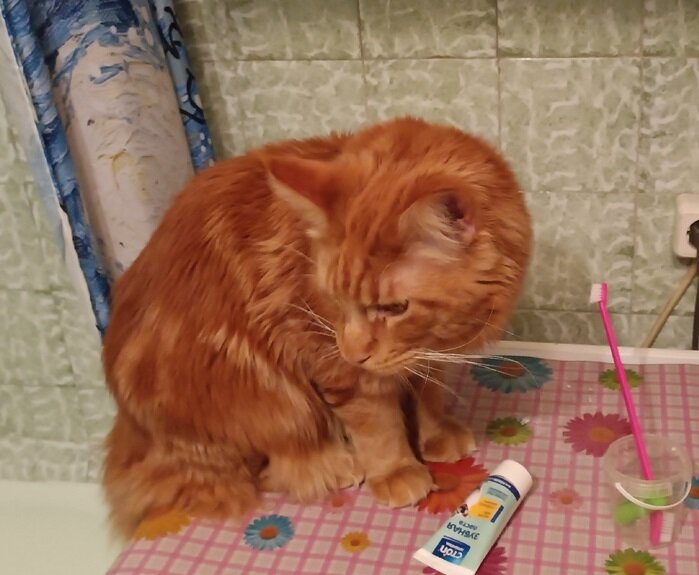 Не очень хочет чистить зубки наш Курама -личное фото