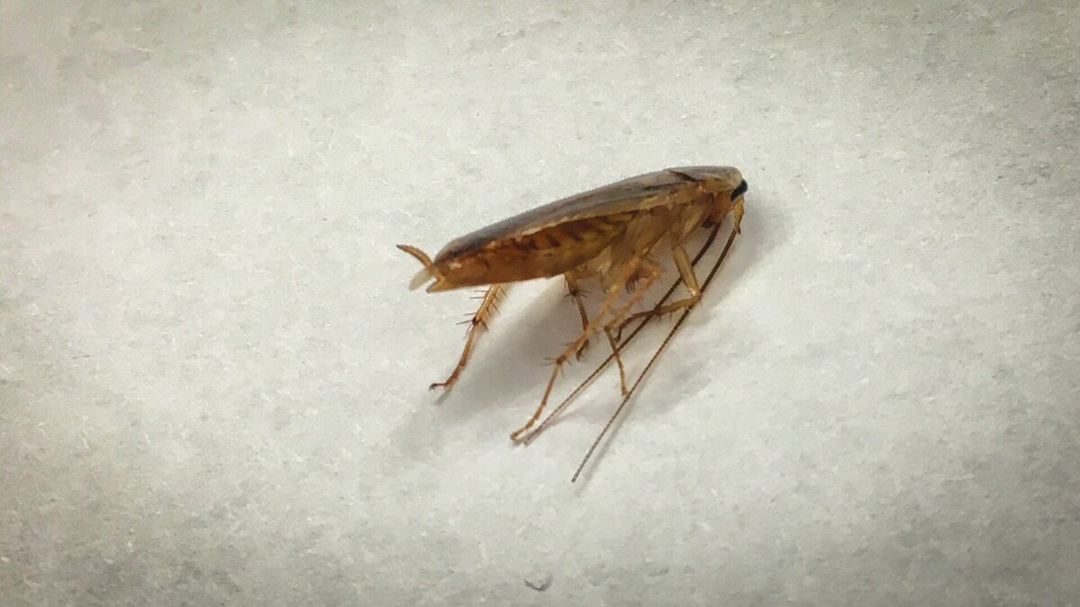     Тараканы были замечены в помещениях школы №11 в Балахне Нижегородской области. Жалоба на этих насекомых поступила от учеников, сообщается в паблике «Балахна Live».