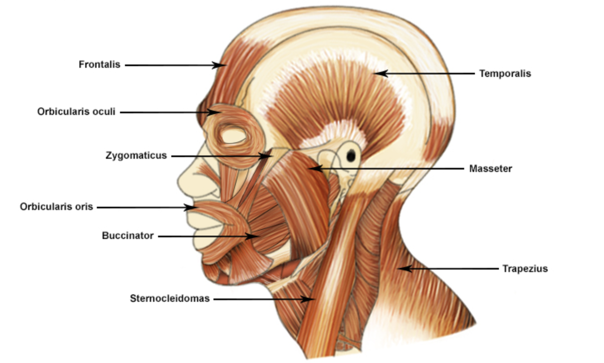 Песня голова шея. Мышцы головы. Zygomaticus мышца. Buccinator мышца.