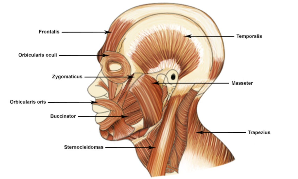 Head neck. Frontalis мышца. Укажите части musculus orbicularis Oculi.