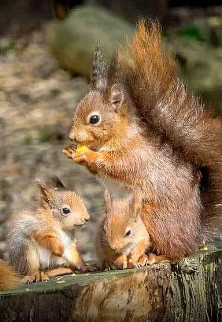 (Изображение взято из источника Pinterest https://pin.it/4Gi2CAy)