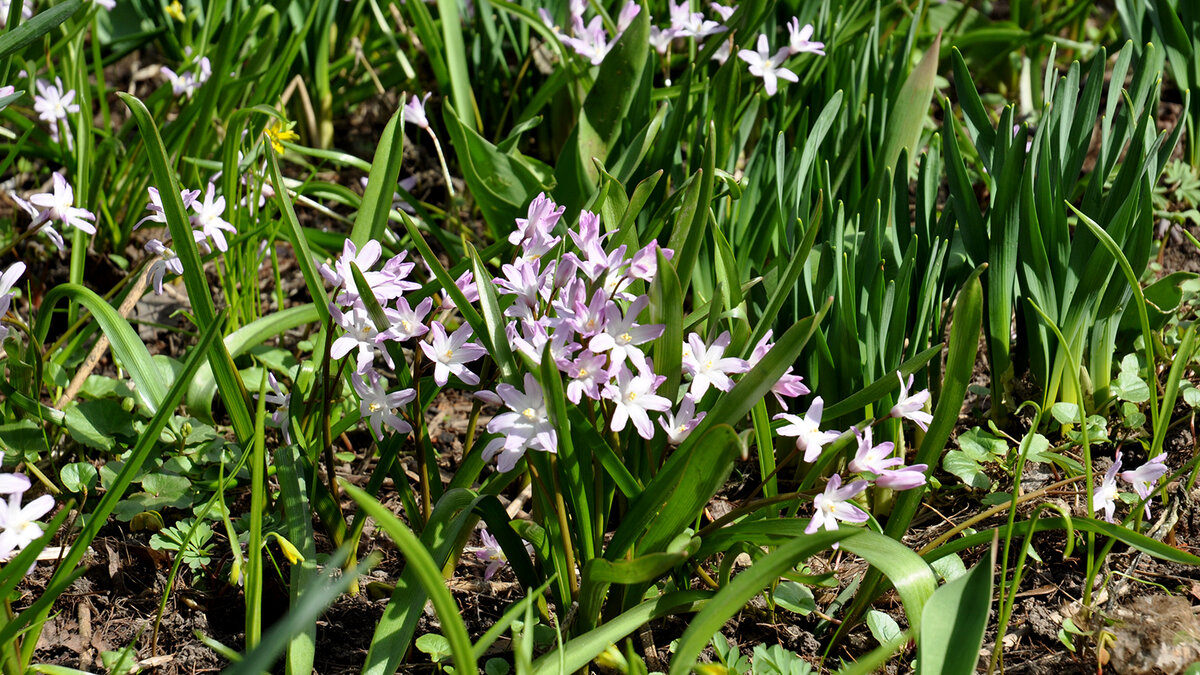 Хионодокса Pink Giant