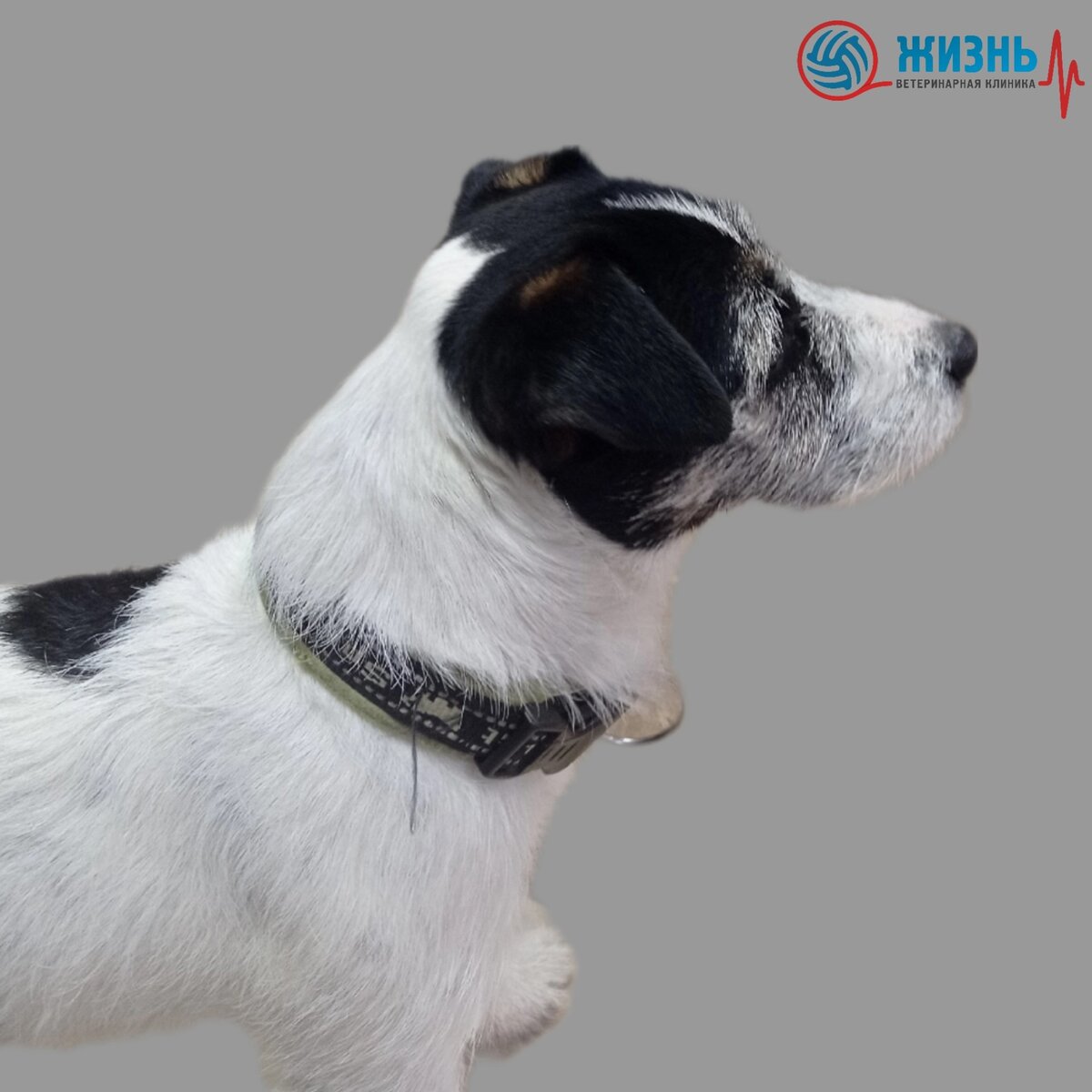 Джек-рассел на приеме у ветеринарного дерматолога в ветклинике в Калуге "Жизнь"