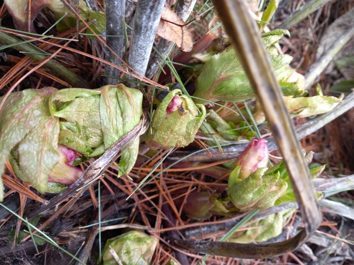 Бутоны розового Морозника (Helléborus) 04.03.2023. Фото автора @Маша Генералова 