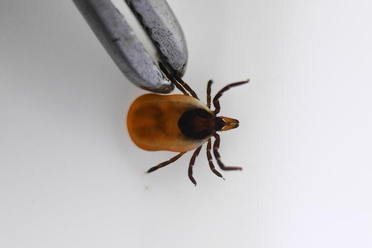    Фото - паблик ВКонтакте Роспотребнадзора по Новосибирской области