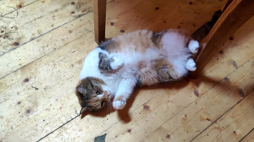 Рацион питания бездомной кошки по системе \"Полный пансион\" с ...