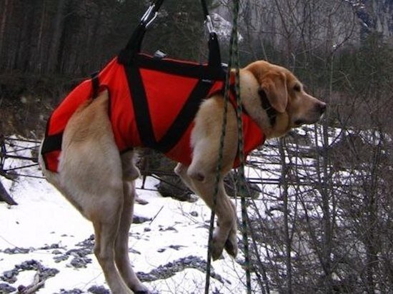     ФОТО: СЛУЖБА СПАСЕНИЯ КРАСНОЯРСКОГО КРАЯ /TELEGRAM-КАНАЛ @KRASGOCHS