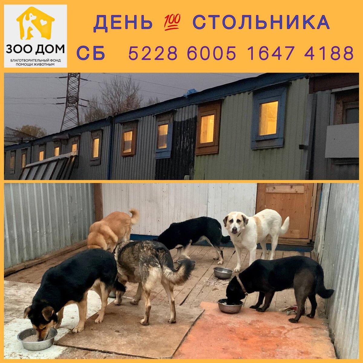 На фото собаки 25-го вольера во главе которых  #Дик_зоодом