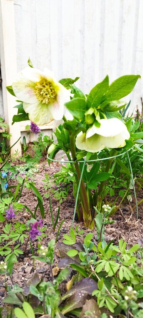 Такой получился кустик, довольно высокий, выше остальных морозников.. Пришлось ставить подпорку, на открытом месте сильный ветер сломает хрупкие цветоносы.